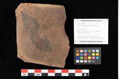 Foto (Objekt + Etikett) von Sphaeria palaeosapindi Ettingshausen (NHMW-GEO-2024-0188-0041)